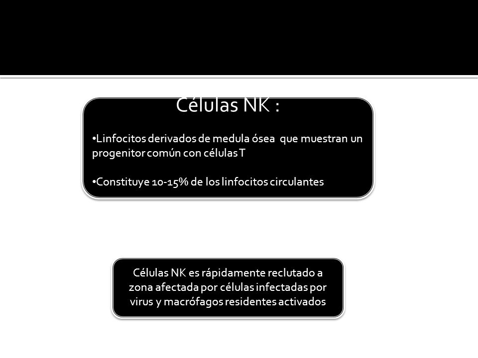 Células NK : Linfocitos derivados de medula ósea que muestran un progenitor común con células T. Constituye 10-15% de los linfocitos circulantes.
