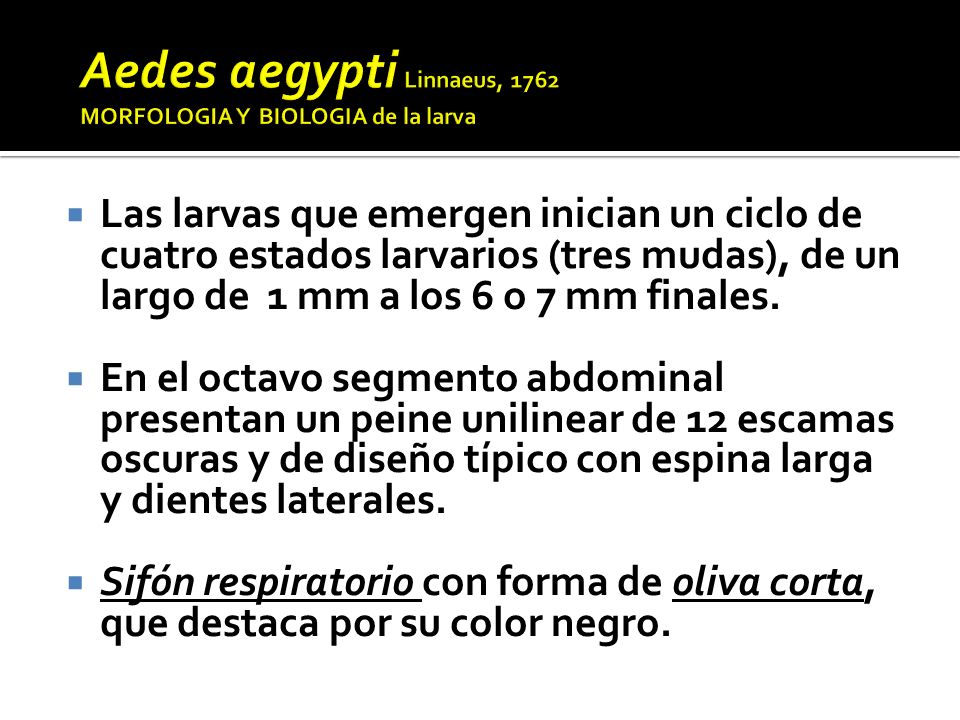 Aedes aegypti Linnaeus, 1762 MORFOLOGIA Y BIOLOGIA de la larva