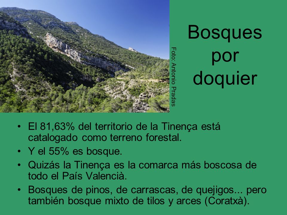 Bosques por doquier Foto: Antonio Pradas. El 81,63% del territorio de la Tinença está catalogado como terreno forestal.