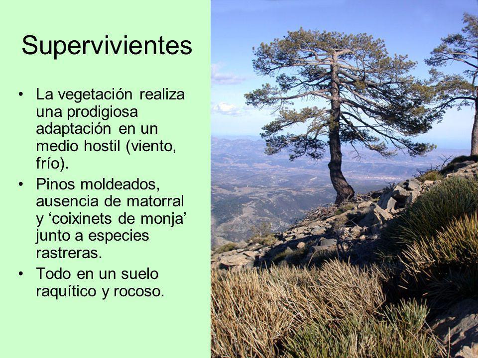 Supervivientes La vegetación realiza una prodigiosa adaptación en un medio hostil (viento, frío).