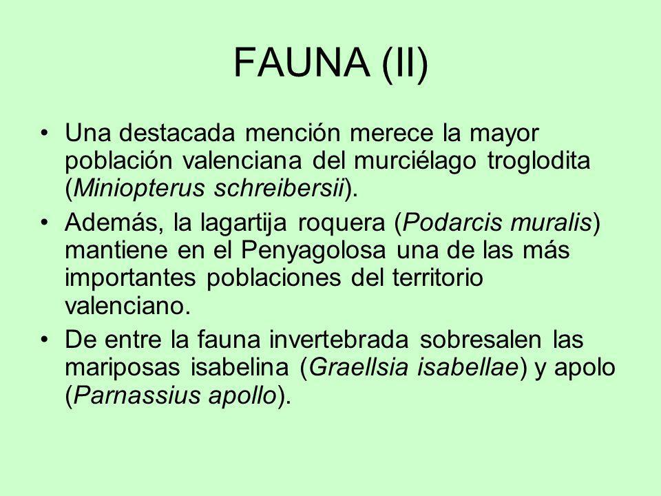 FAUNA (II) Una destacada mención merece la mayor población valenciana del murciélago troglodita (Miniopterus schreibersii).