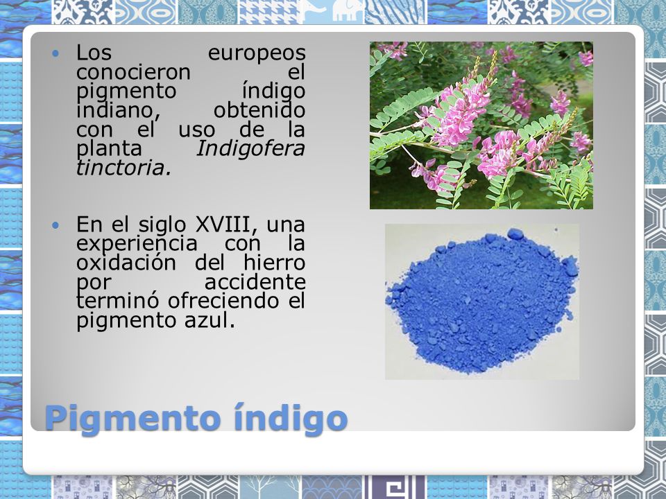 Los europeos conocieron el pigmento índigo indiano, obtenido con el uso de la planta Indigofera tinctoria.
