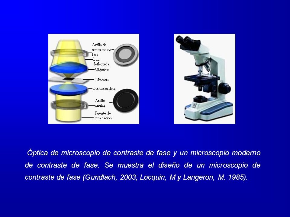 Óptica de microscopio de contraste de fase y un microscopio moderno de contraste de fase.