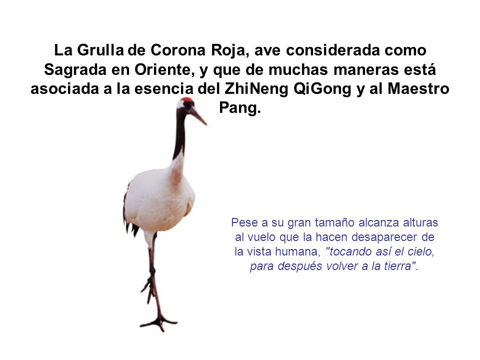 La Grulla de Corona Roja, ave considerada como Sagrada en Oriente, y que de muchas maneras está asociada a la esencia del ZhiNeng QiGong y al Maestro Pang.