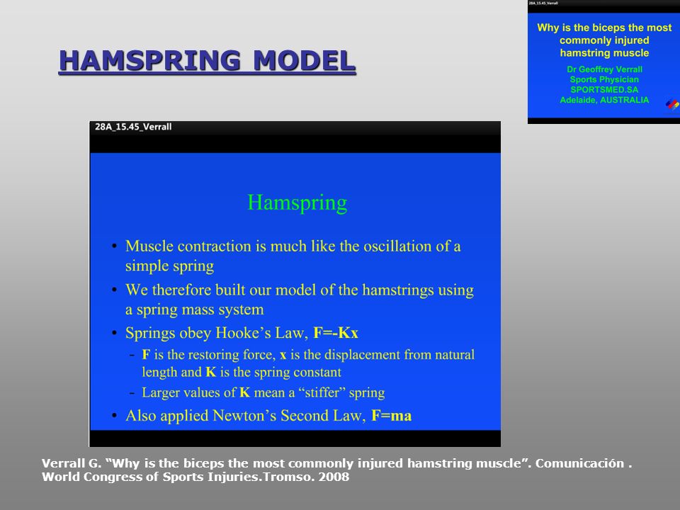HAMSPRING MODEL Por tanto habría que demostrar que el músculo bíceps femoral es el que más participa en la locomoción de los.