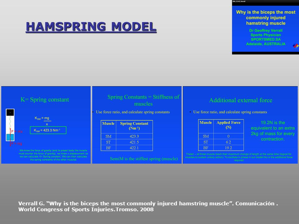 HAMSPRING MODEL Por tanto habría que demostrar que el músculo bíceps femoral es el que más participa en la locomoción de los.