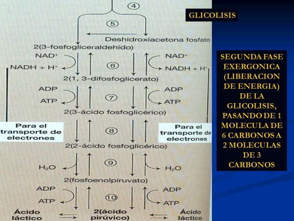 GLICOLISIS SEGUNDA FASE EXERGONICA (LIBERACION DE ENERGIA) DE LA GLICOLISIS, PASANDO DE 1 MOLECULA DE 6 CARBONOS A 2 MOLECULAS DE 3 CARBONOS.