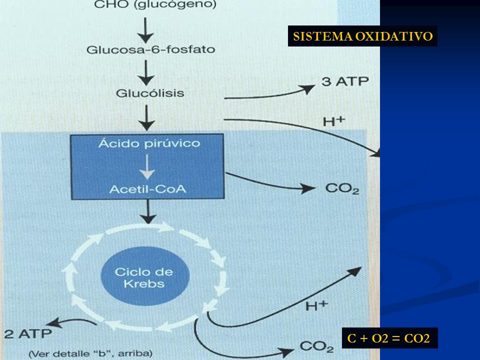 SISTEMA OXIDATIVO C + O2 = CO2