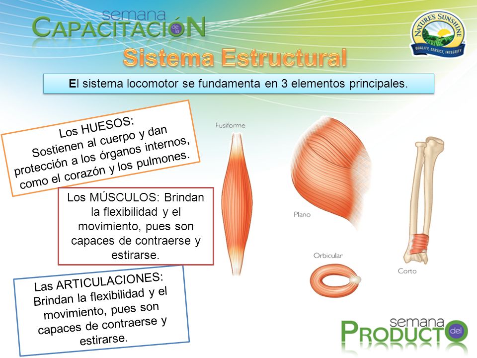 El sistema locomotor se fundamenta en 3 elementos principales.
