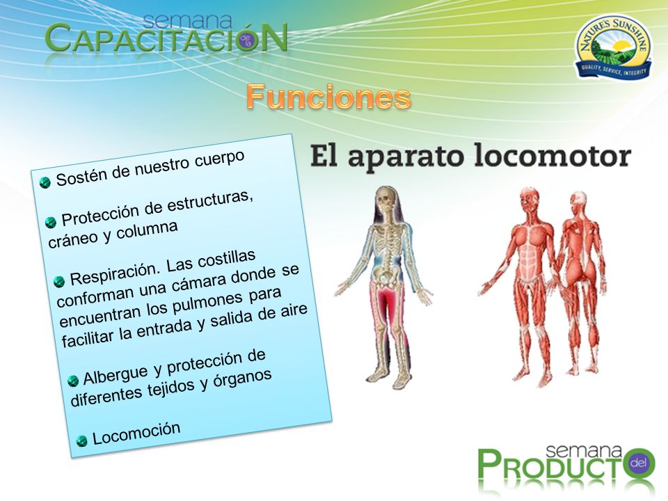 Funciones Sostén de nuestro cuerpo