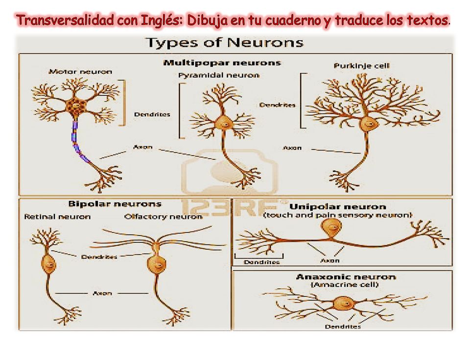 Transversalidad con Inglés: Dibuja en tu cuaderno y traduce los textos.