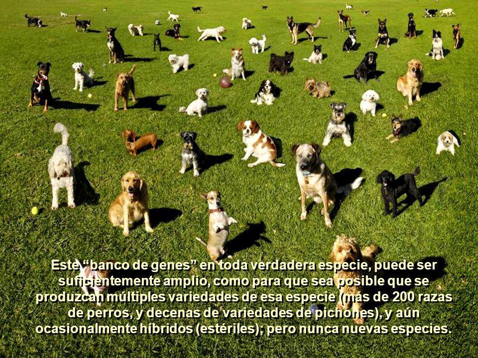 Este banco de genes en toda verdadera especie, puede ser suficientemente amplio, como para que sea posible que se produzcan múltiples variedades de esa especie (más de 200 razas de perros, y decenas de variedades de pichones), y aún ocasionalmente híbridos (estériles); pero nunca nuevas especies.