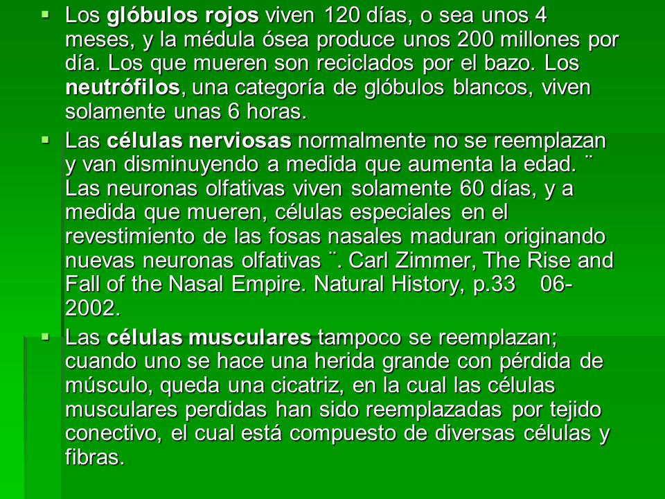 Los glóbulos rojos viven 120 días, o sea unos 4 meses, y la médula ósea produce unos 200 millones por día. Los que mueren son reciclados por el bazo. Los neutrófilos, una categoría de glóbulos blancos, viven solamente unas 6 horas.