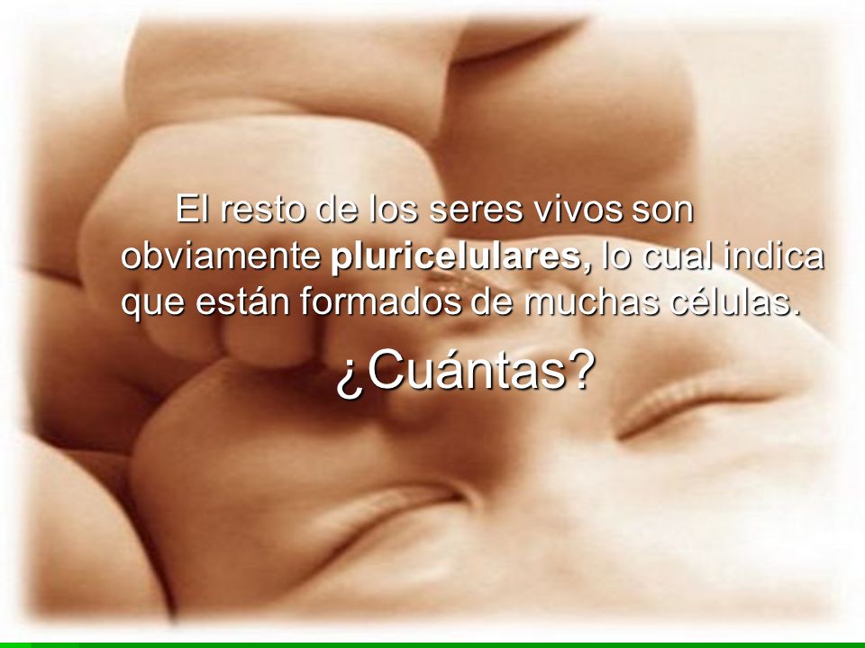 El resto de los seres vivos son obviamente pluricelulares, lo cual indica que están formados de muchas células.