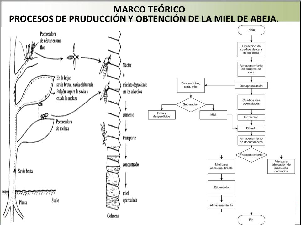 MARCO TEÓRICO PROCESOS DE PRUDUCCIÓN Y OBTENCIÓN DE LA MIEL DE ABEJA.