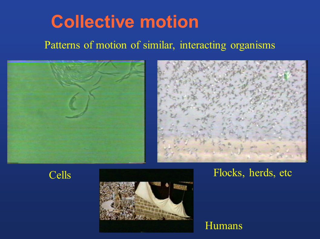 Collective motion Patterns of motion of similar, interacting organisms