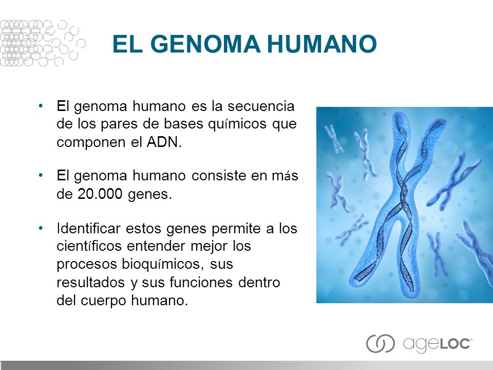 EL GENOMA HUMANO El genoma humano es la secuencia de los pares de bases químicos que componen el ADN.