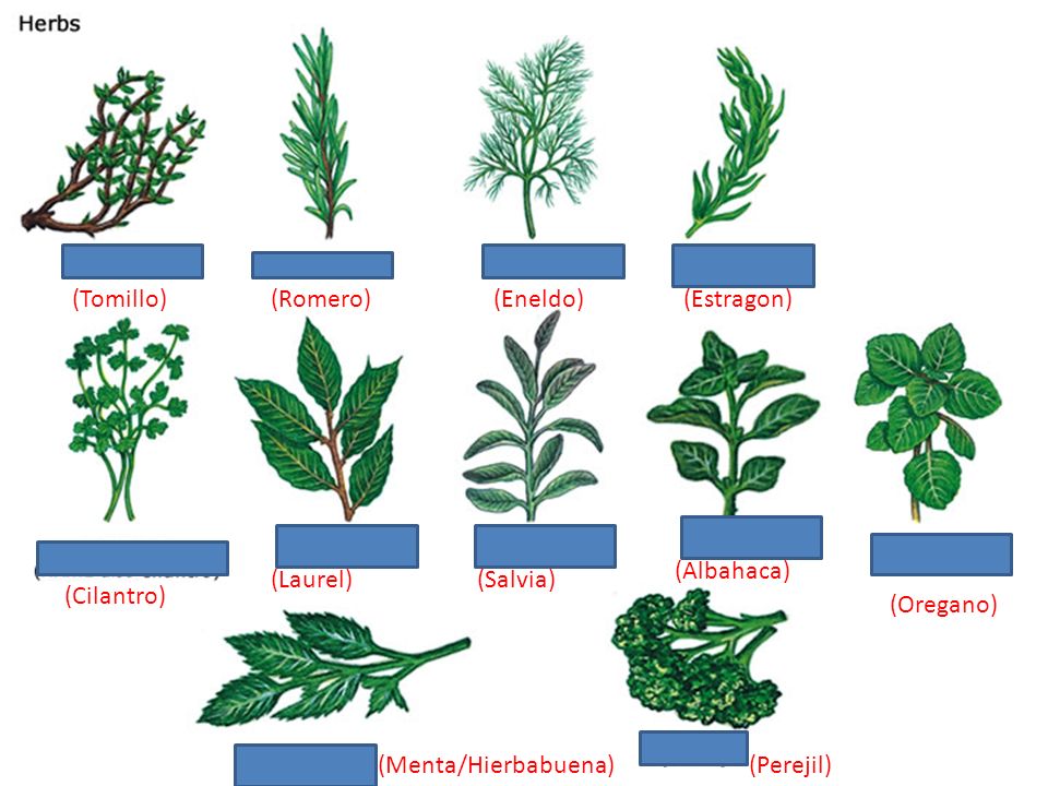 (Tomillo) (Romero) (Eneldo) (Estragon) (Cebolla de Hoja) (Albahaca) (Laurel) (Salvia) (Cilantro)