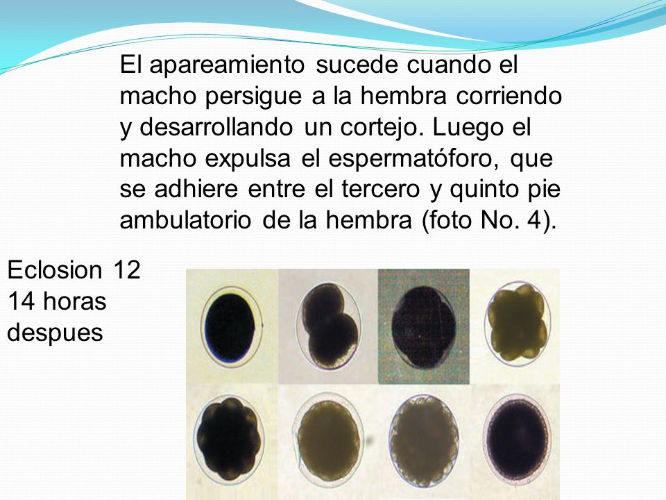 El apareamiento sucede cuando el macho persigue a la hembra corriendo y desarrollando un cortejo. Luego el macho expulsa el espermatóforo, que se adhiere entre el tercero y quinto pie ambulatorio de la hembra (foto No. 4).