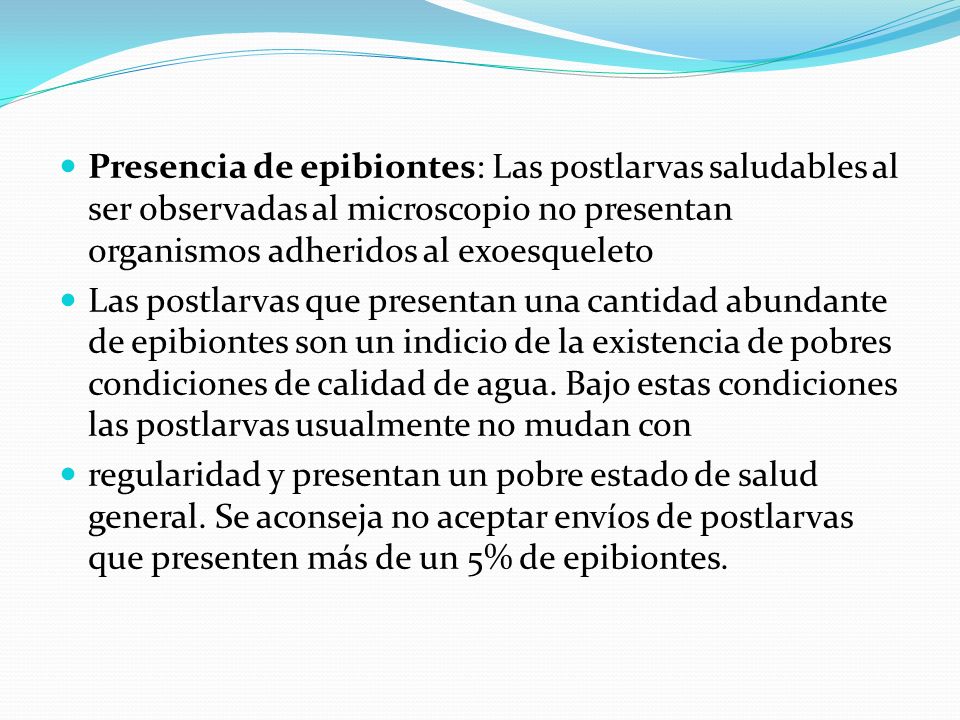 Presencia de epibiontes: Las postlarvas saludables al ser observadas al microscopio no presentan organismos adheridos al exoesqueleto
