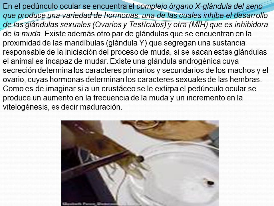 En el pedúnculo ocular se encuentra el complejo órgano X-glándula del seno que produce una variedad de hormonas, una de las cuales inhibe el desarrollo de las glándulas sexuales (Ovarios y Testículos) y otra (MIH) que es inhibidora de la muda. Existe además otro par de glándulas que se encuentran en la proximidad de las mandíbulas (glándula Y) que segregan una sustancia responsable de la iniciación del proceso de muda, si se sacan estas glándulas el animal es incapaz de mudar. Existe una glándula androgénica cuya secreción determina los caracteres primarios y secundarios de los machos y el ovario, cuyas hormonas determinan los caracteres sexuales de las hembras.