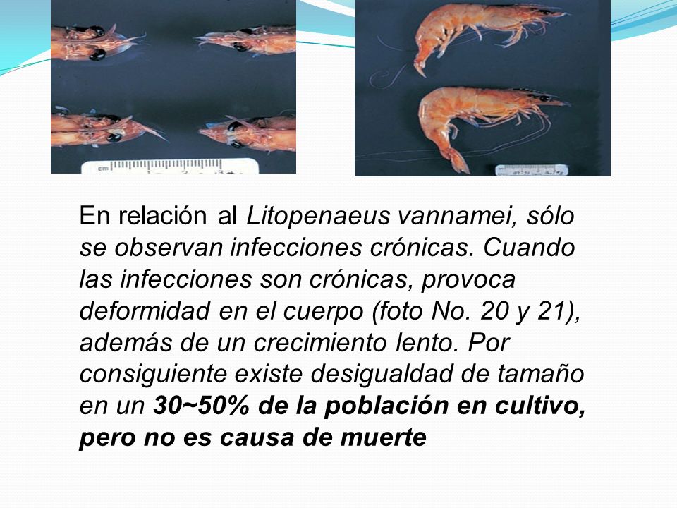 En relación al Litopenaeus vannamei, sólo se observan infecciones crónicas.