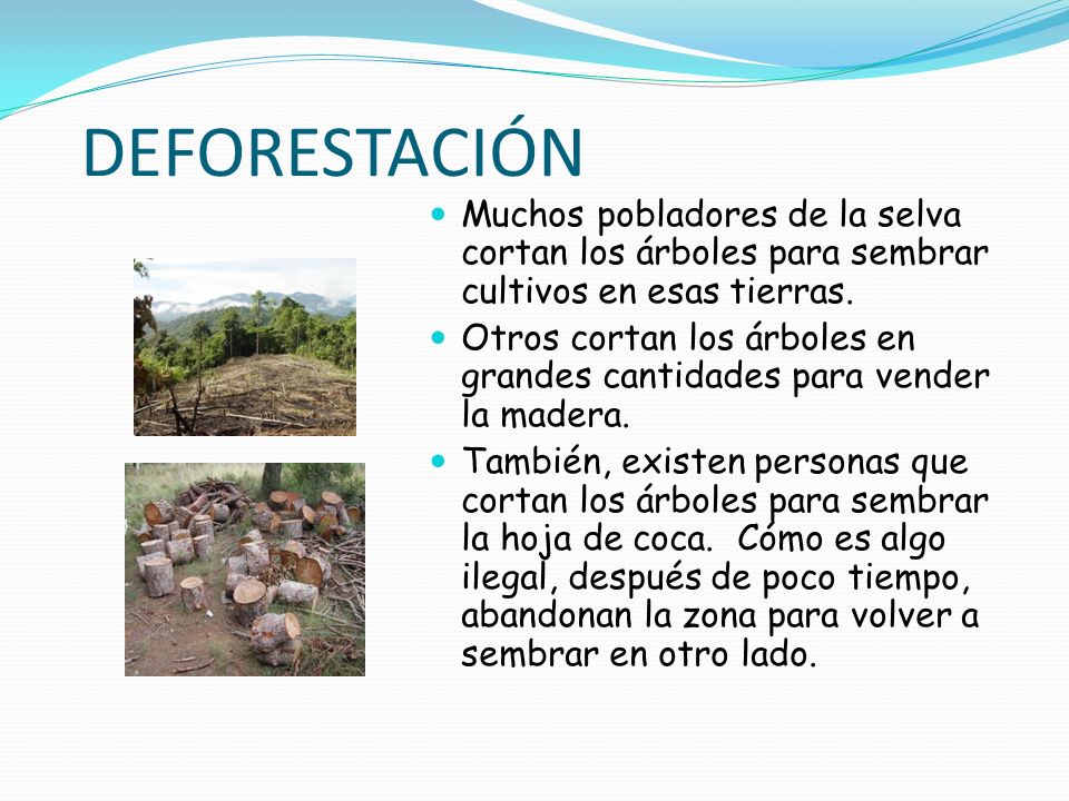 DEFORESTACIÓN Muchos pobladores de la selva cortan los árboles para sembrar cultivos en esas tierras.