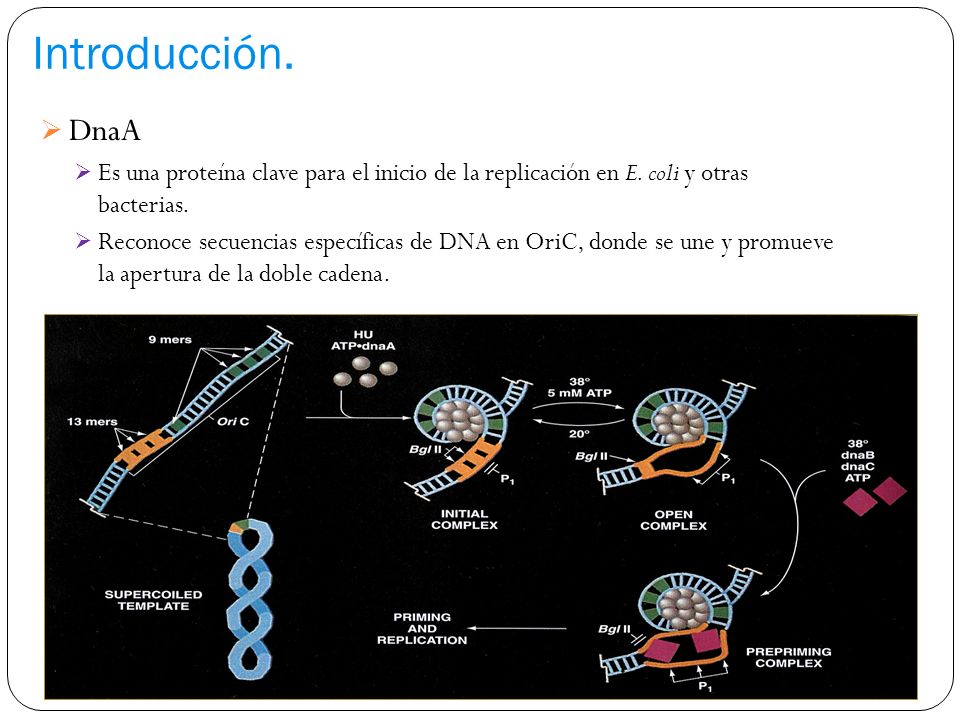Introducción. DnaA. Es una proteína clave para el inicio de la replicación en E. coli y otras bacterias.