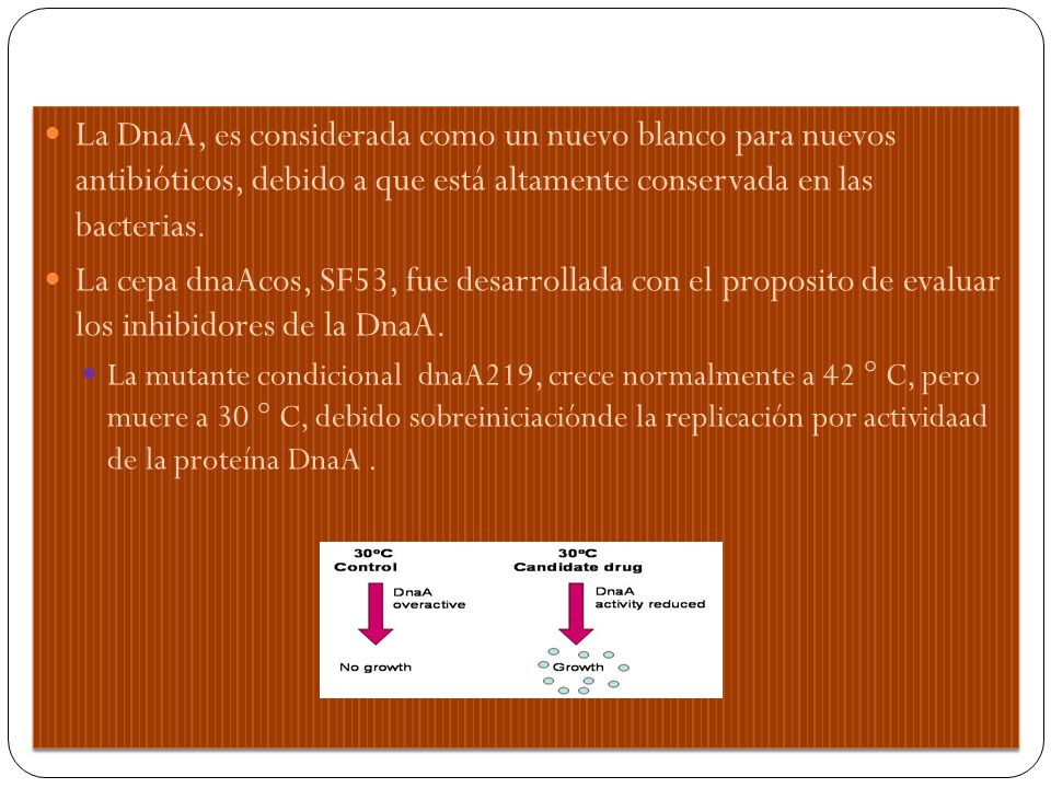 La DnaA, es considerada como un nuevo blanco para nuevos antibióticos, debido a que está altamente conservada en las bacterias.