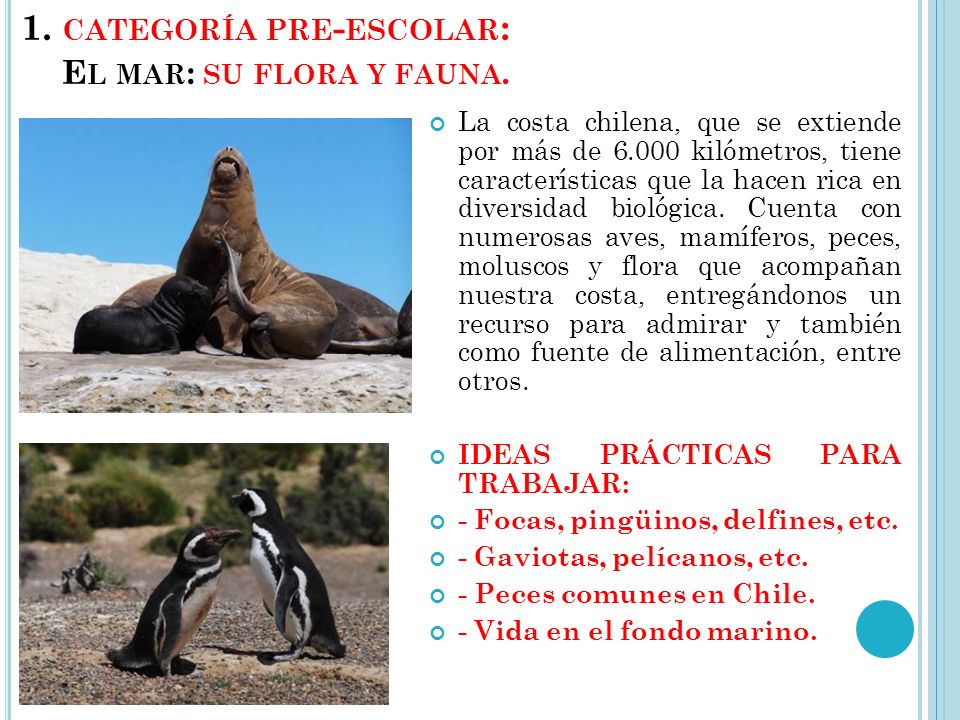 1. categoría pre-escolar: El mar: su flora y fauna.
