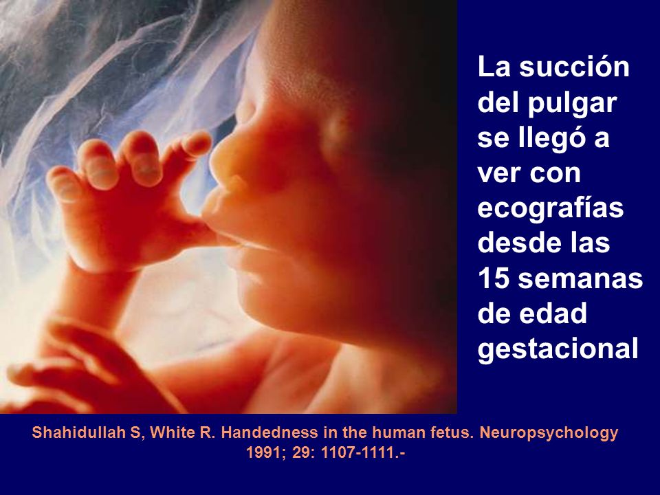 La succión del pulgar se llegó a ver con ecografías desde las 15 semanas
