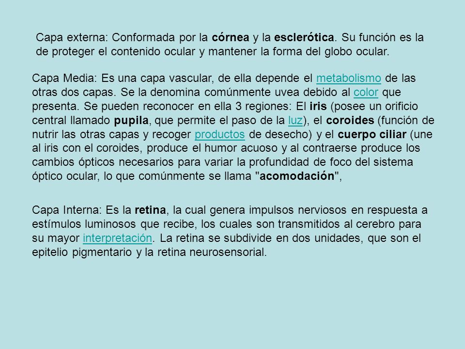 Capa externa: Conformada por la córnea y la esclerótica