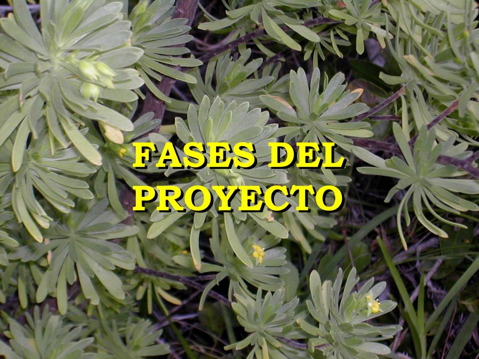 FASES DEL PROYECTO