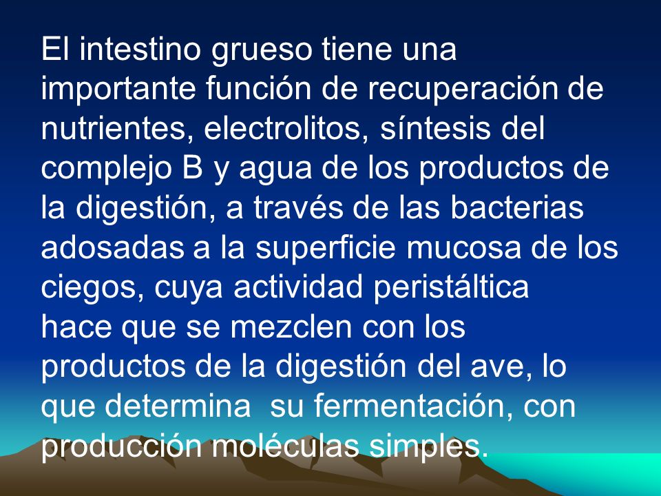 El intestino grueso tiene una importante función de recuperación de nutrientes, electrolitos, síntesis del complejo B y agua de los productos de la digestión, a través de las bacterias adosadas a la superficie mucosa de los ciegos, cuya actividad peristáltica hace que se mezclen con los productos de la digestión del ave, lo que determina su fermentación, con producción moléculas simples.