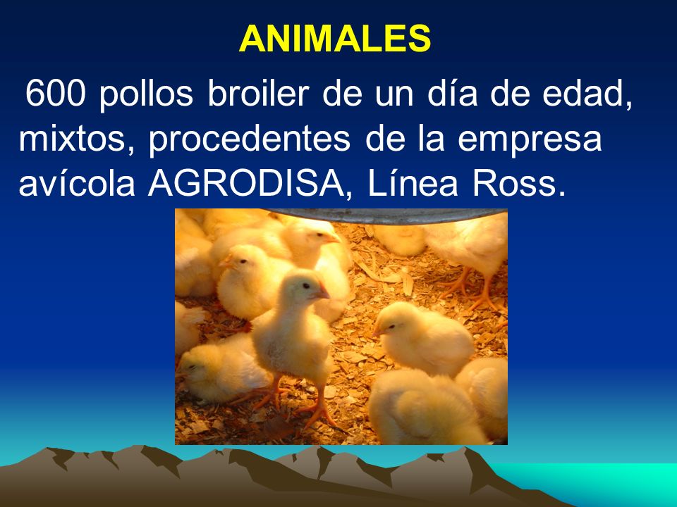 ANIMALES 600 pollos broiler de un día de edad, mixtos, procedentes de la empresa avícola AGRODISA, Línea Ross.