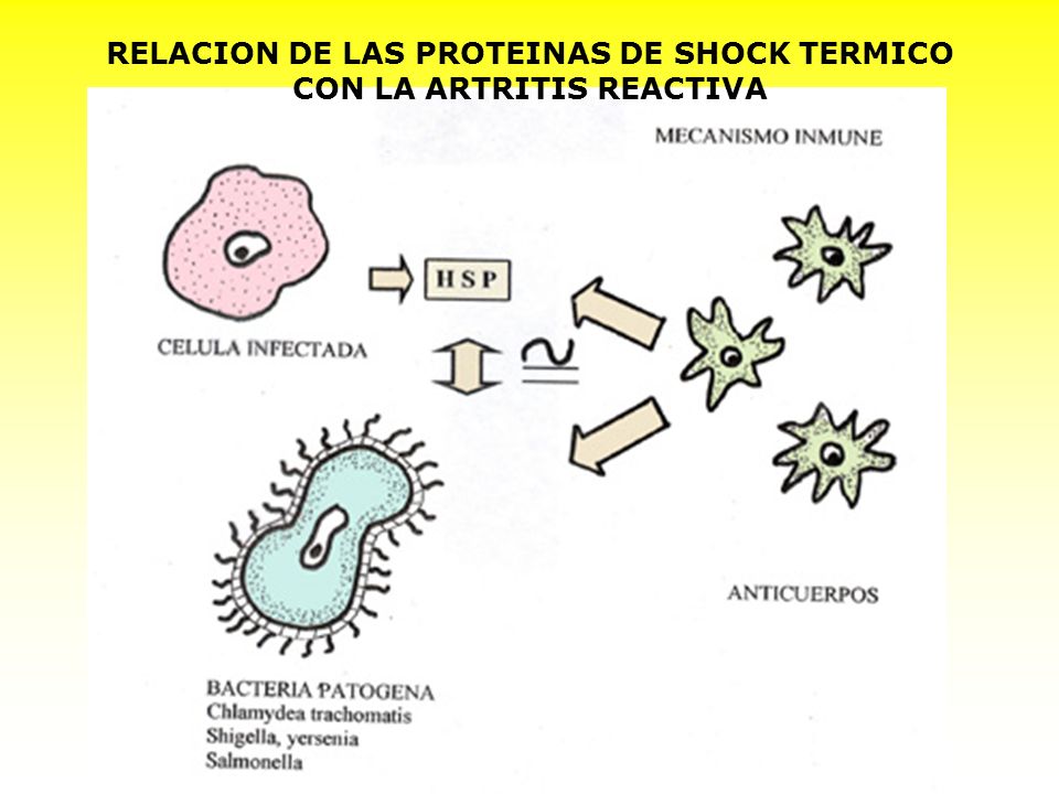 RELACION DE LAS PROTEINAS DE SHOCK TERMICO CON LA ARTRITIS REACTIVA