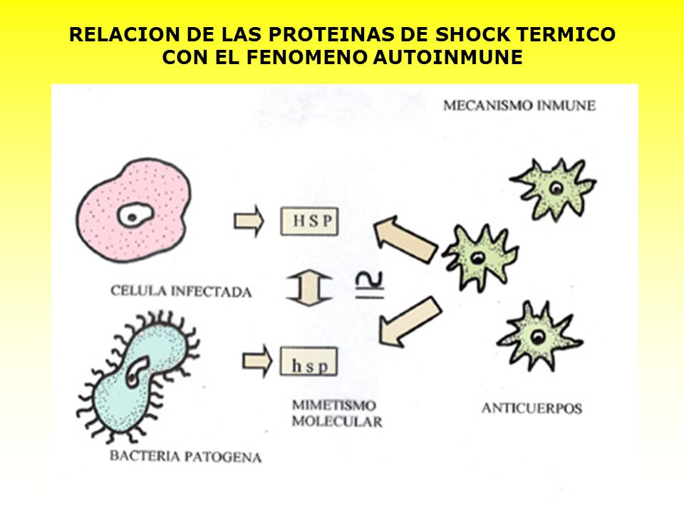RELACION DE LAS PROTEINAS DE SHOCK TERMICO CON EL FENOMENO AUTOINMUNE