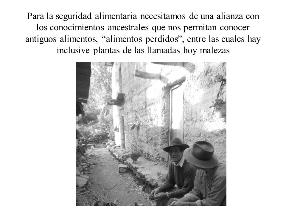 Para la seguridad alimentaria necesitamos de una alianza con los conocimientos ancestrales que nos permitan conocer antiguos alimentos, alimentos perdidos , entre las cuales hay inclusive plantas de las llamadas hoy malezas