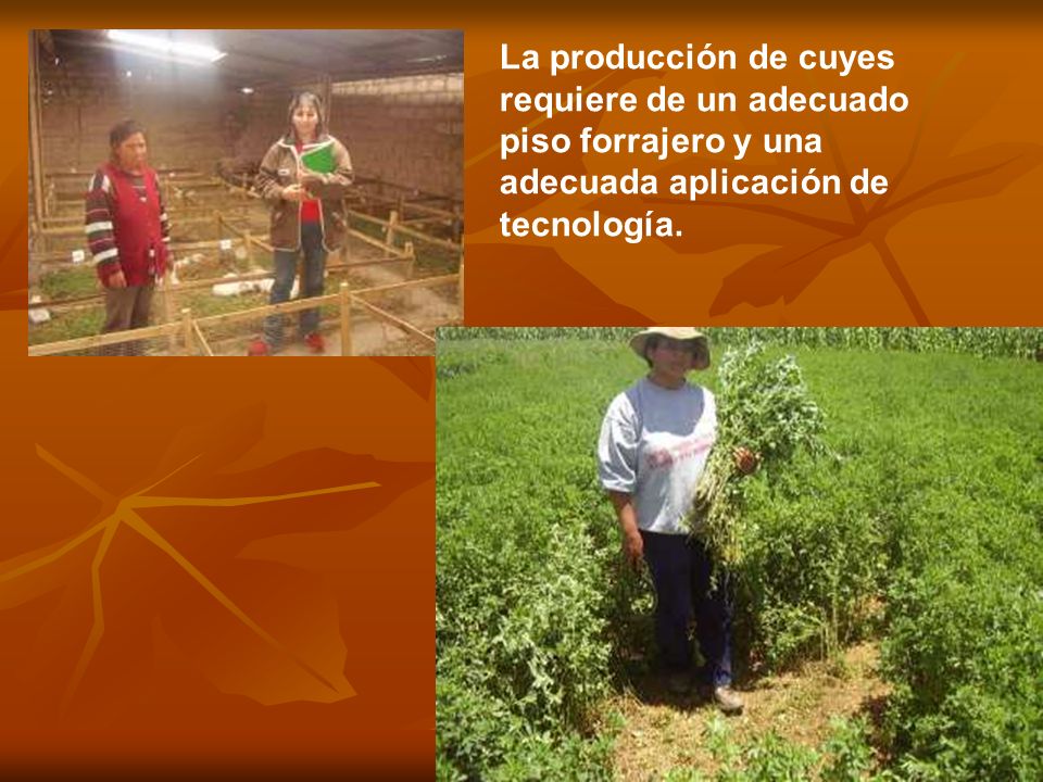 La producción de cuyes requiere de un adecuado piso forrajero y una adecuada aplicación de tecnología.