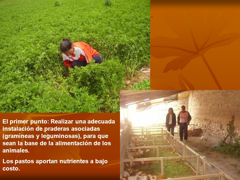 El primer punto: Realizar una adecuada instalación de praderas asociadas (gramíneas y leguminosas), para que sean la base de la alimentación de los animales.