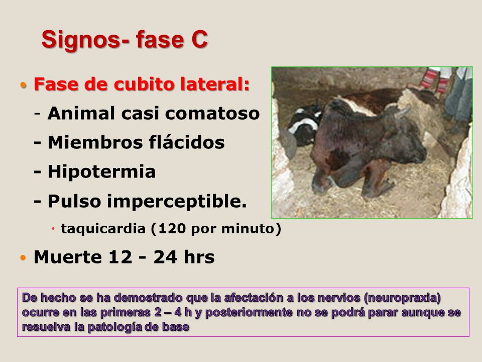 Signos- fase C Fase de cubito lateral: - Animal casi comatoso - Miembros flácidos - Hipotermia - Pulso imperceptible.