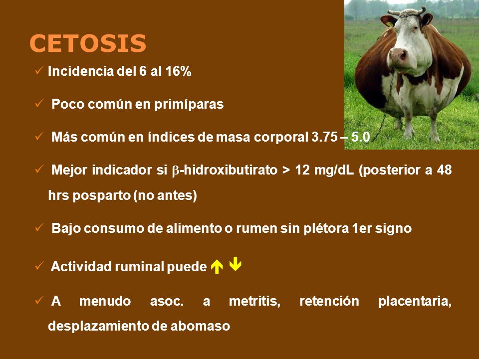 CETOSIS Incidencia del 6 al 16% Poco común en primíparas