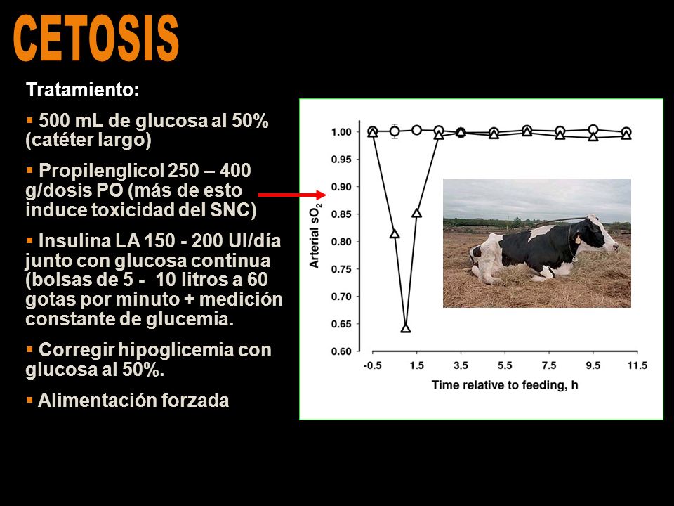 CETOSIS Tratamiento: 500 mL de glucosa al 50% (catéter largo)
