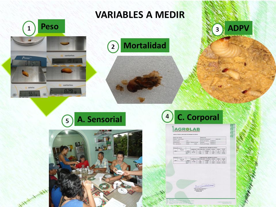 VARIABLES A MEDIR Peso ADPV Mortalidad C. Corporal A. Sensorial 1 3 2