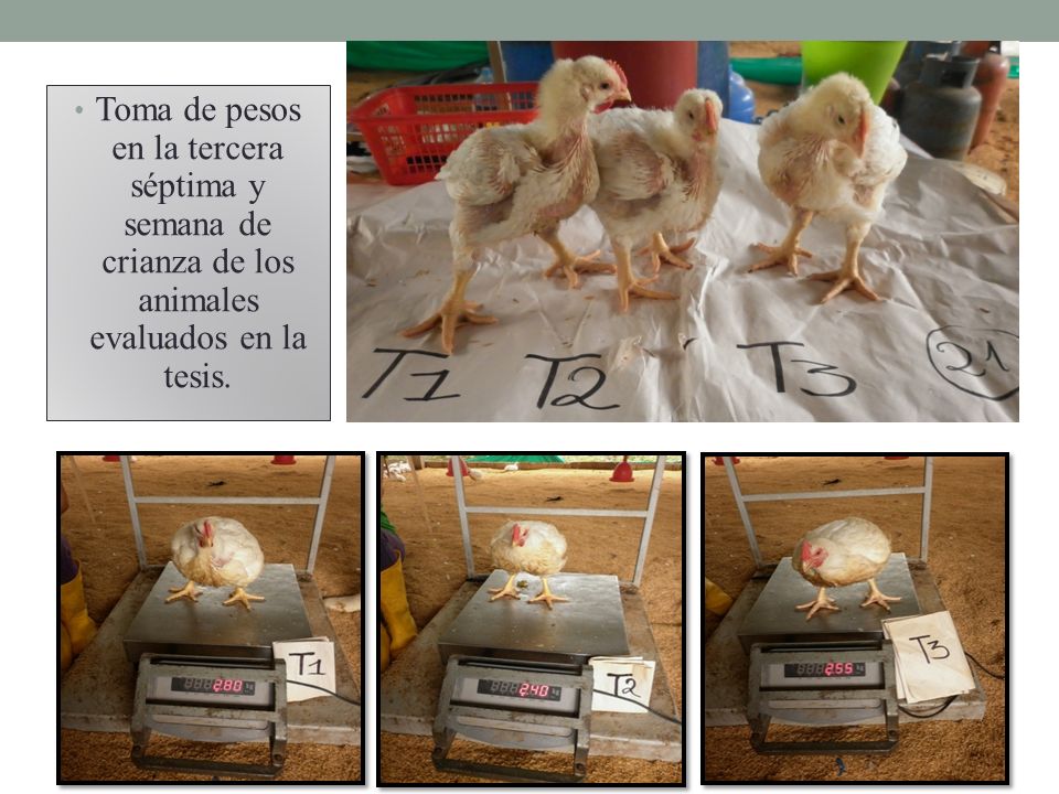 Toma de pesos en la tercera séptima y semana de crianza de los animales evaluados en la tesis.
