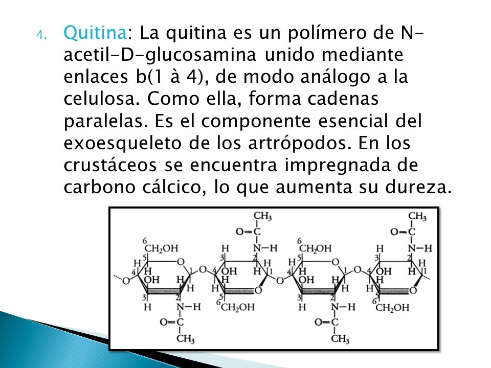Quitina: La quitina es un polímero de N- acetil-D-glucosamina unido mediante enlaces b(1 à 4), de modo análogo a la celulosa.