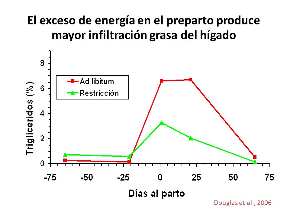 El exceso de energía en el preparto produce mayor infiltración grasa del hígado