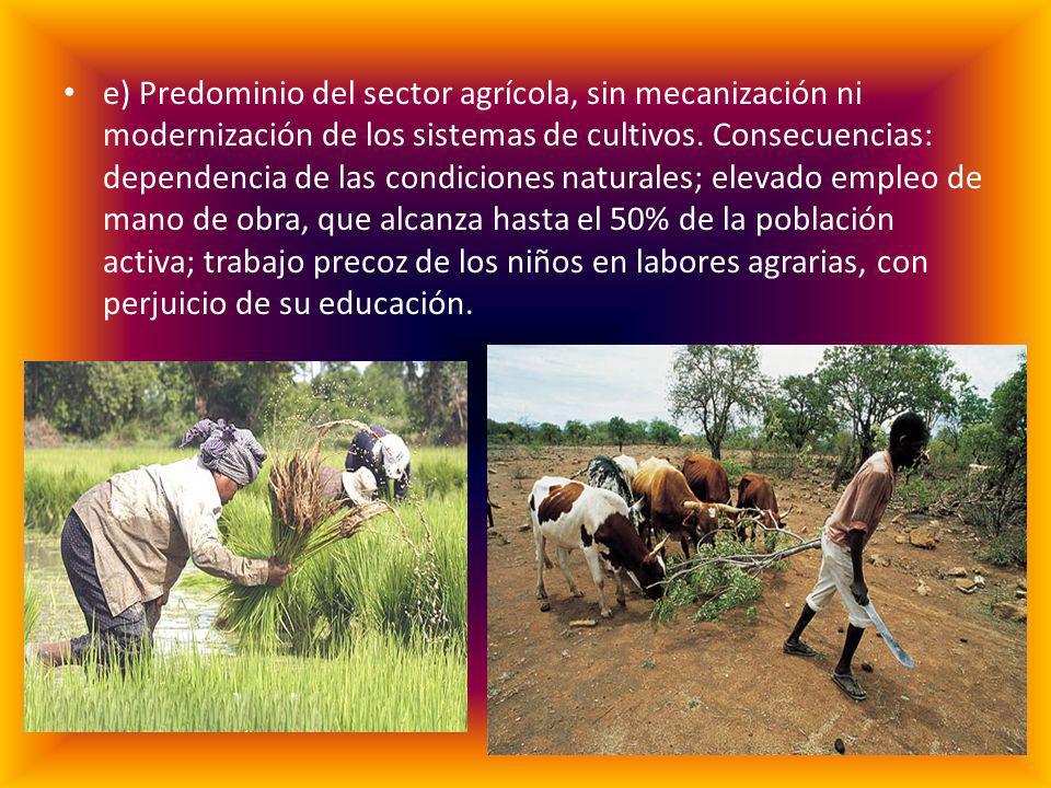 e) Predominio del sector agrícola, sin mecanización ni modernización de los sistemas de cultivos.