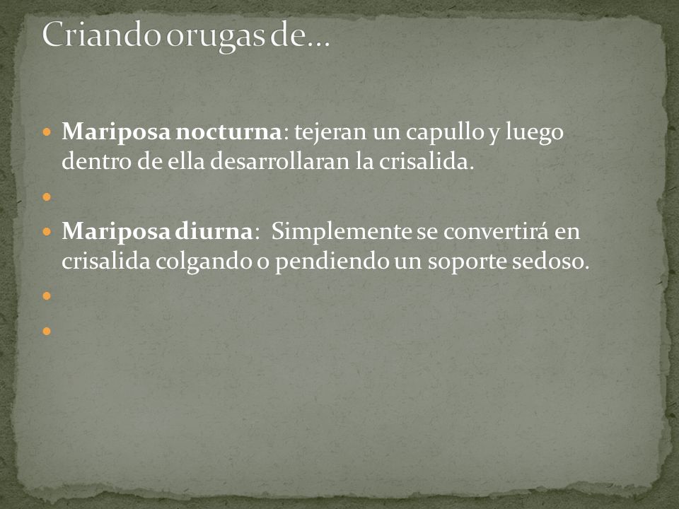 Criando orugas de... Mariposa nocturna: tejeran un capullo y luego dentro de ella desarrollaran la crisalida.