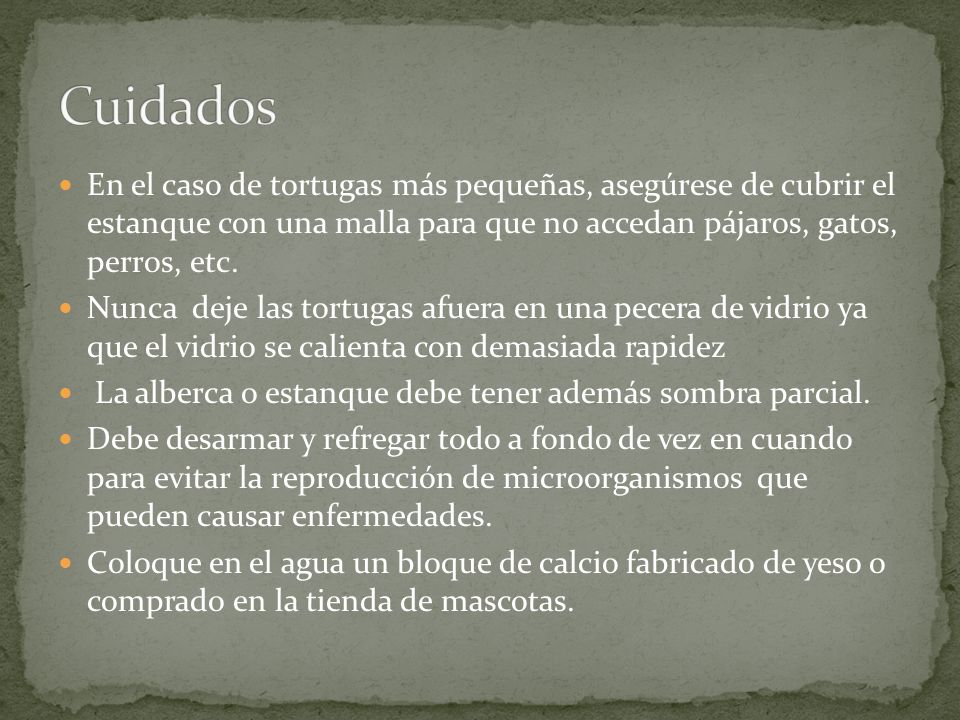 Cuidados En el caso de tortugas más pequeñas, asegúrese de cubrir el estanque con una malla para que no accedan pájaros, gatos, perros, etc.